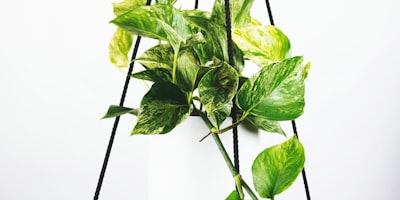 2024年欧洲杯夺冠热门球队前瞻专题封面图